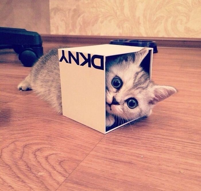 Многие хозяева знают, что их коты очень любят залезать в коробки