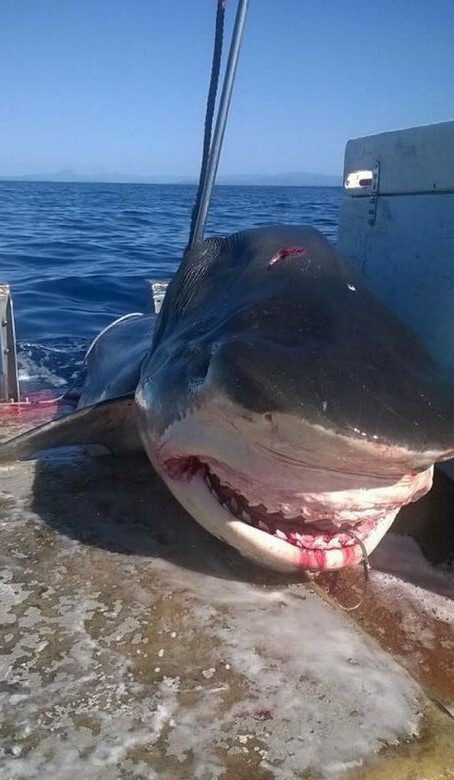 У побережья Австралии выловили акулу-монстра