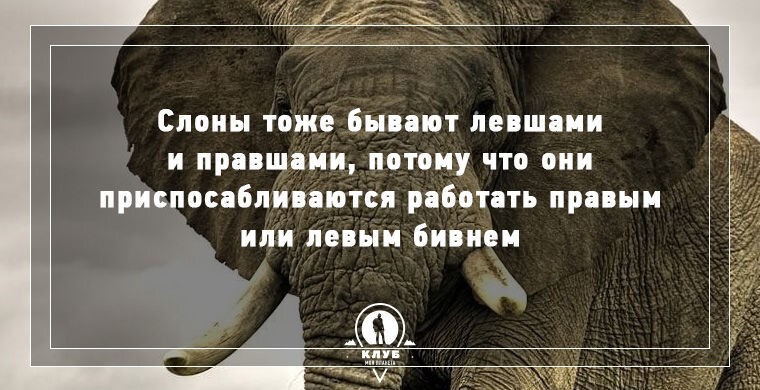 10 занимательных фактов о слонах