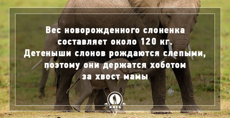 10 занимательных фактов о слонах