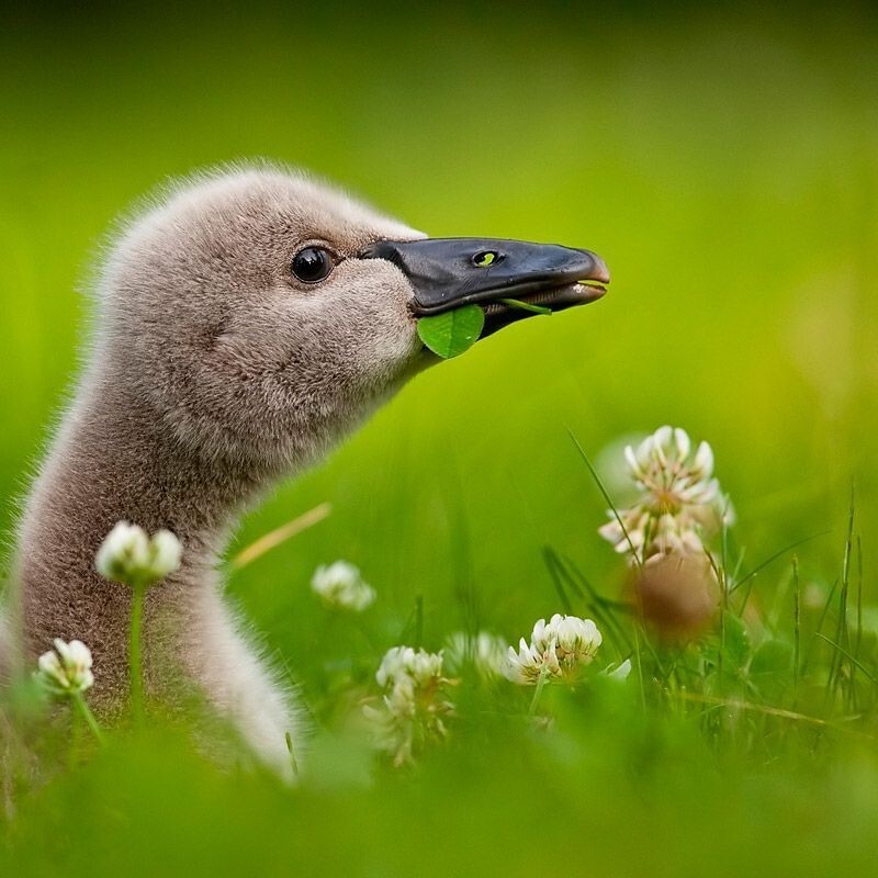 Фото животных от Robert Adamec