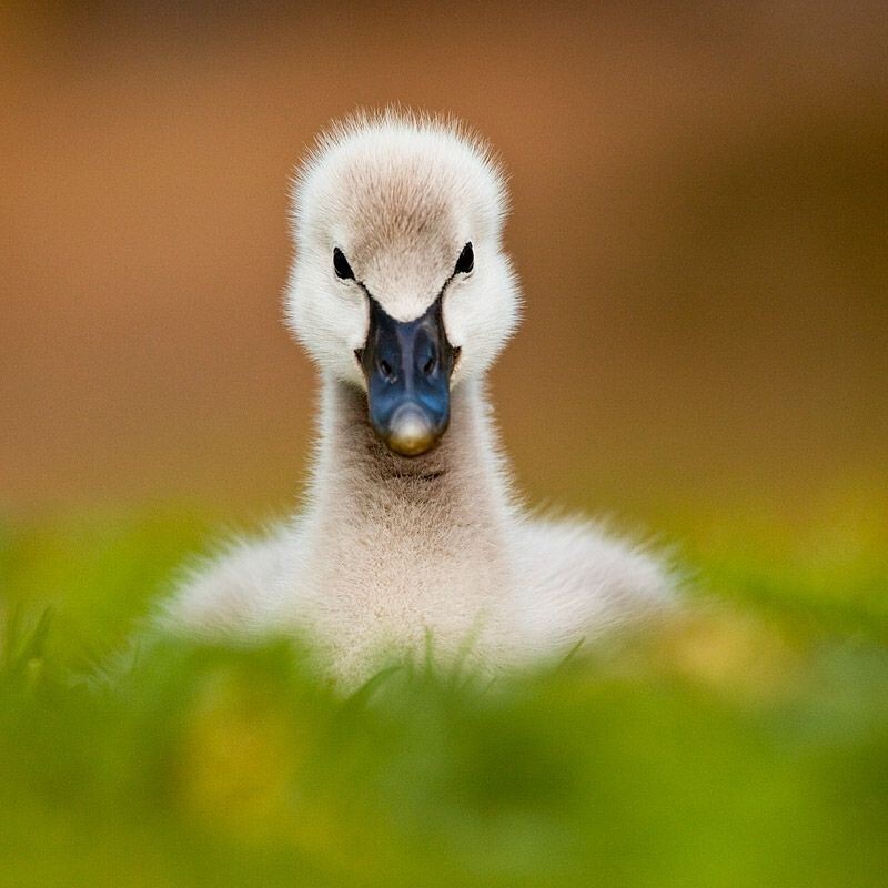 Фото животных от Robert Adamec