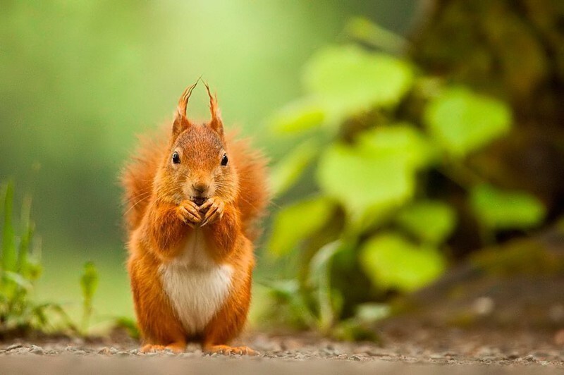 Фото животных от Robert Adamec