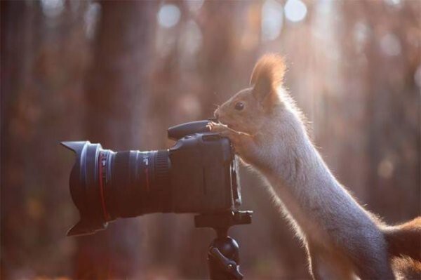 Дикие животные, которые любят фотографироваться