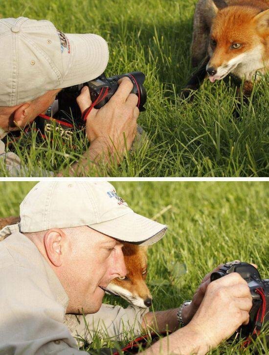 Дикие животные, которые любят фотографироваться