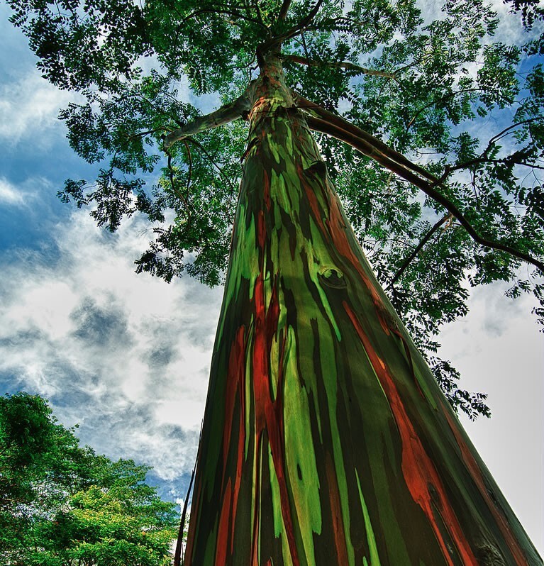 Радужный эвкалипт, Гавайи