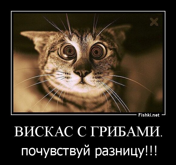 Вискас с грибами.