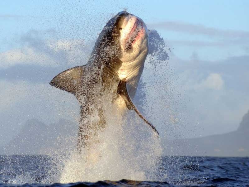 Видео: Гигантская акула шокировала рыбаков, взлетев над водой