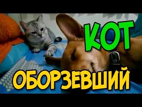 Подборка приколов за Август 2015 #7 - Оборзевший кот (18+) 