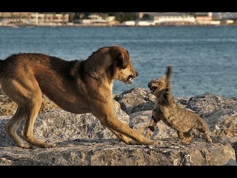 Кошки против Собак 