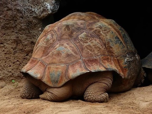 7. Некоторые черепахи умеют дышать через задний проход. Например, эта расписная черепаха переходит на такой вид дыхания в период спячки с целью сохранения энергии.