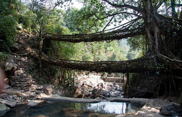 «Живые» мосты в Индии