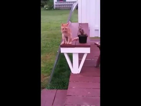 Кот сидит как человек  