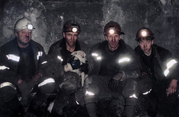 История собаки  ,которая помогала шахтерам. Заслуживает уважения 