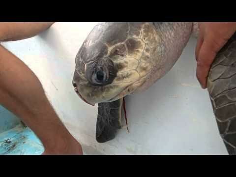 Тяжёлая история со счастливым концом: извлечение из ноздри морской черепахи коктейльной трубочки 