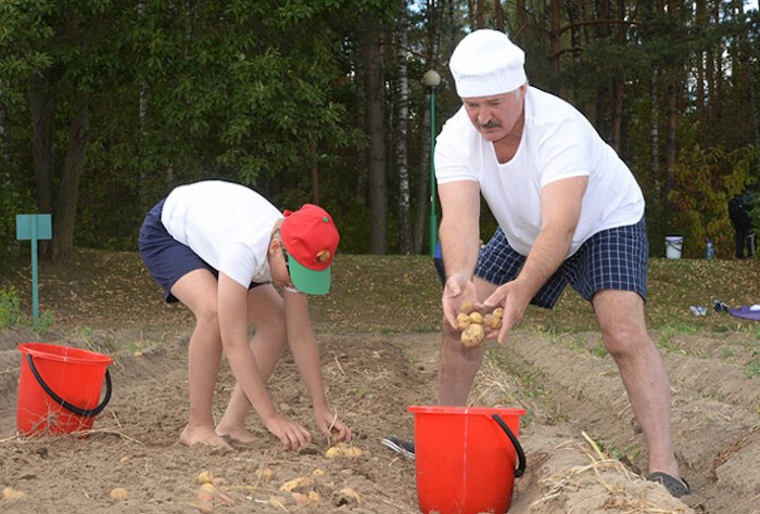 Александр Лукашенко показал, как нужно собирать картошку