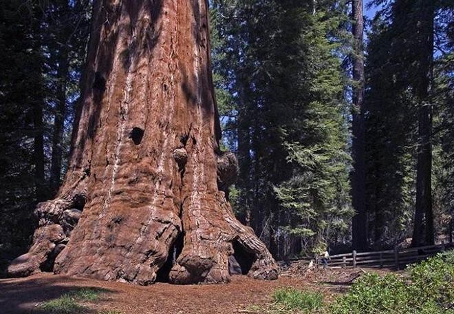 Деревья-гиганты на просторах США