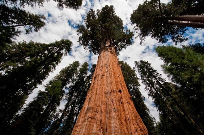 Деревья-гиганты на просторах США