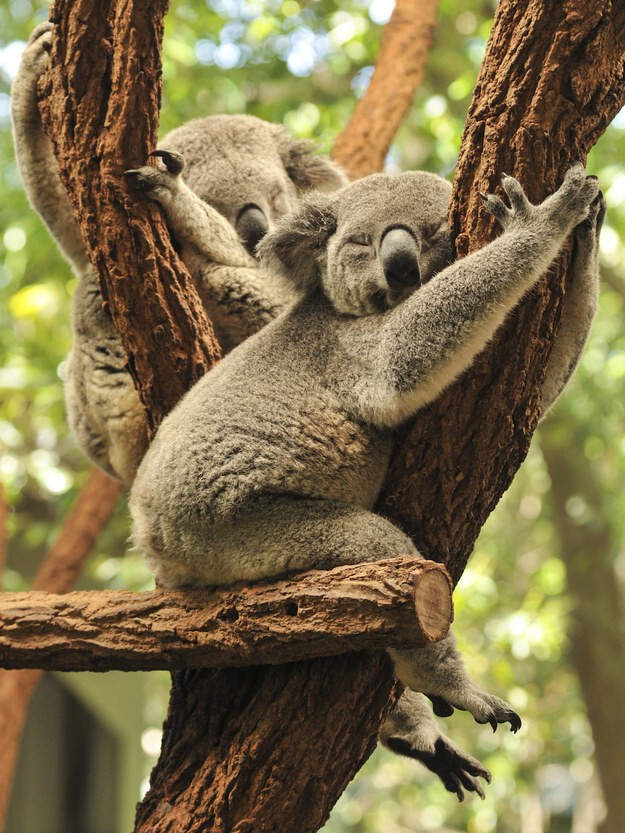Ты, конечно, воображаешь, что они целыми днями спят на деревьях, такие милые, пушистые и мягкие зверьки, верно?