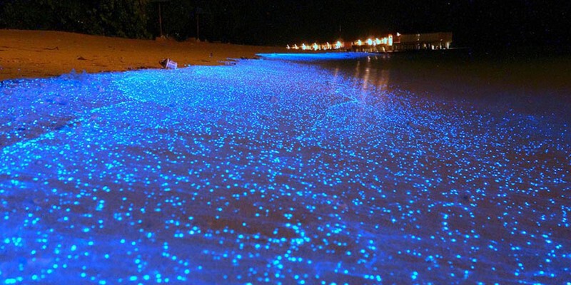Светящийся фитопланктон на побережье острова Вааду.