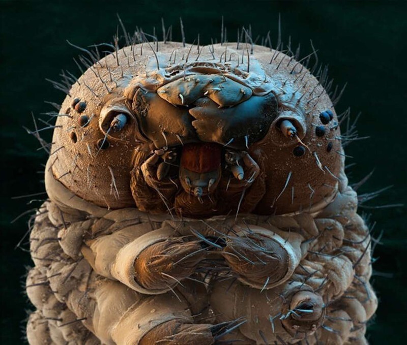 Гусеница под микроскопом.
