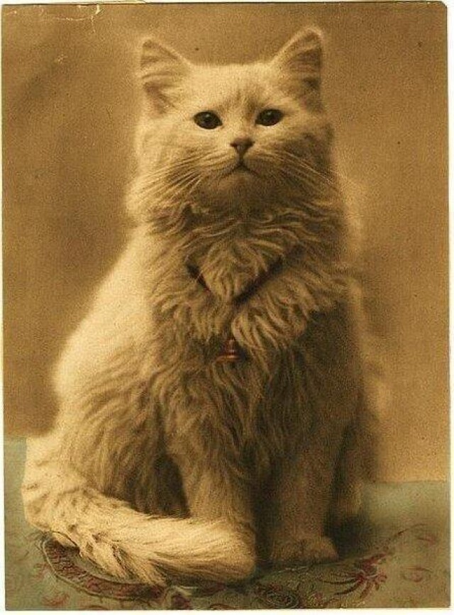 Одна из первых в мире фотографий котов (1880-1890).