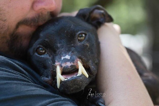 Знакомьтесь - Кхалиси, юный питбуль из Флориды. Эта собака пережила кошмарное насилие.