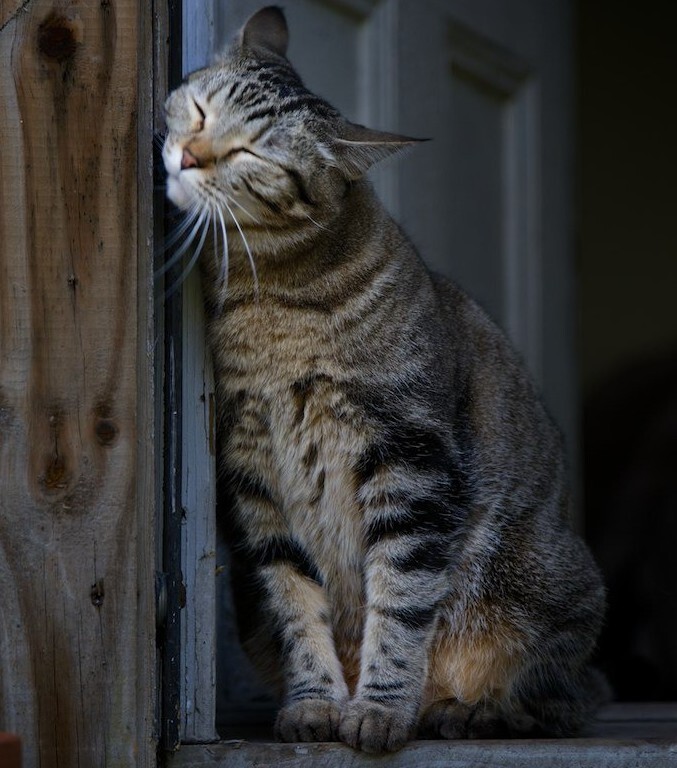 11 вещей, которые каждый кошатник должен сделать со своим котом