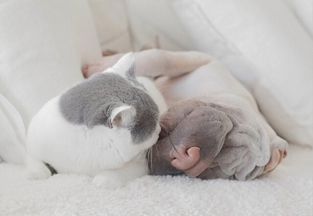 Самый фотогеничный шарпей и его друг котик