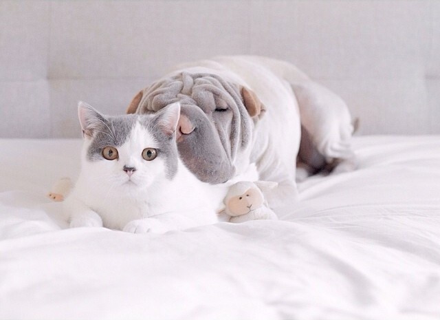 Самый фотогеничный шарпей и его друг котик