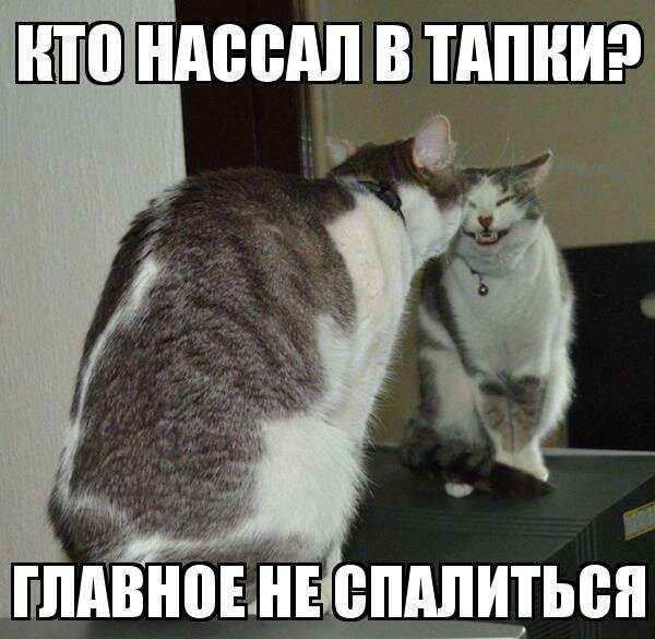 Из солянки