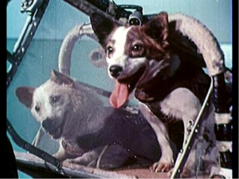 55 лет назад, 19 августа 1960-го Белка и Стрелка полетели в Космос