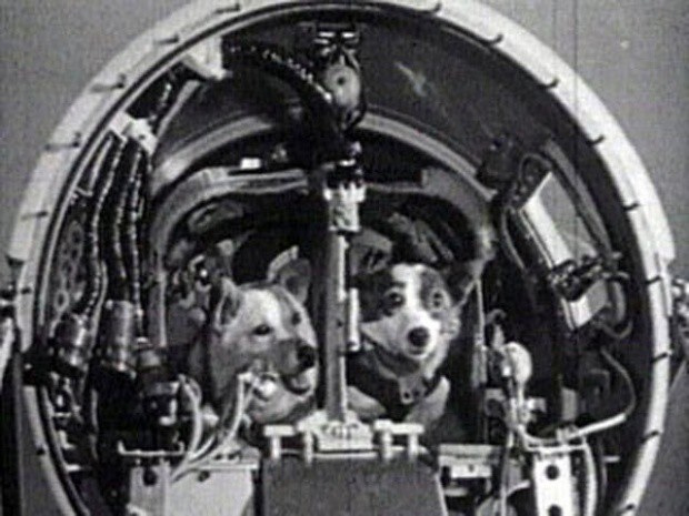 55 лет назад, 19 августа 1960-го Белка и Стрелка полетели в Космос