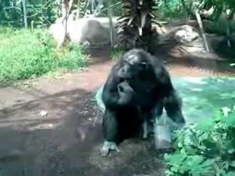 Разборки по шимпанзенски 
