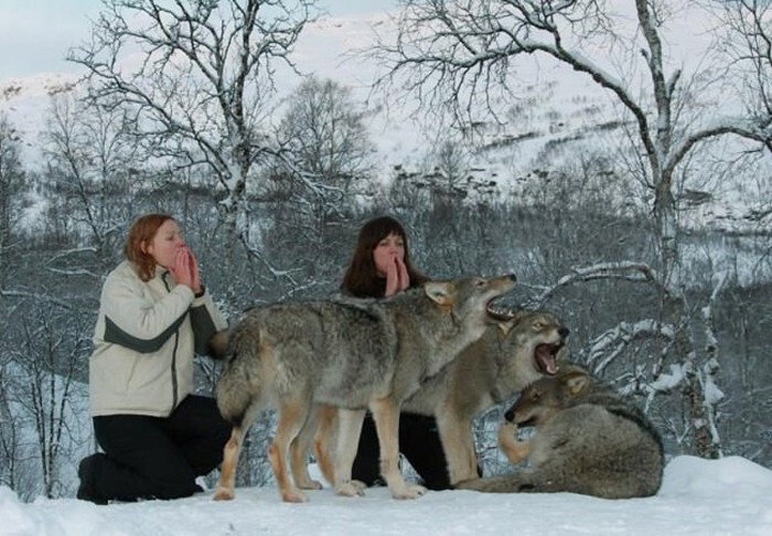 В норвежском парке можно обнять волка