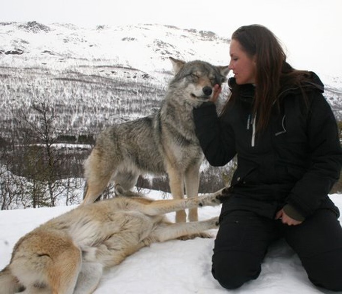 В норвежском парке можно обнять волка