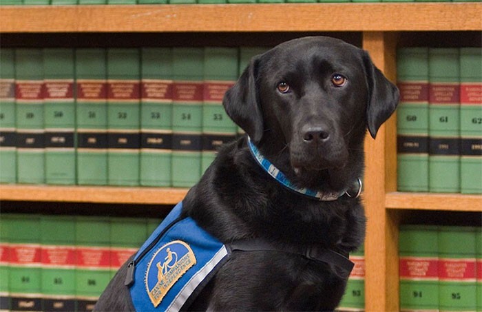 Выступать свидетелем в суде всегда страшно, но эти собаки помогают людям чувствовать себя спокойнее