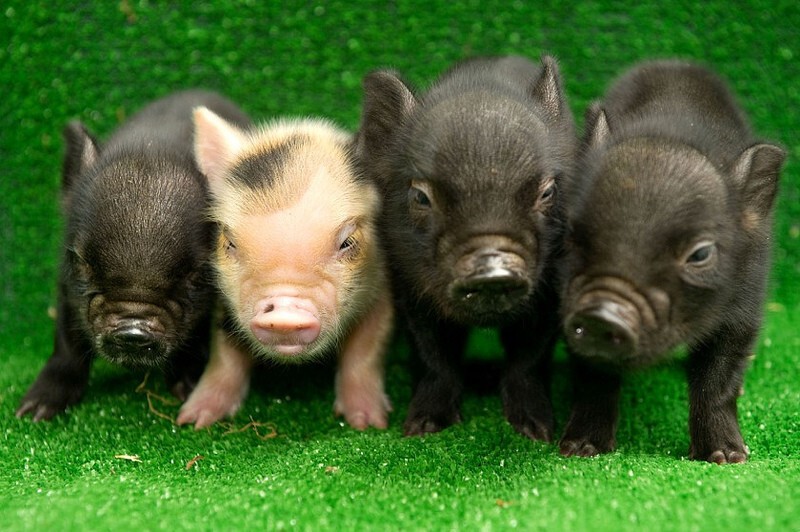 Мини-пиги или карликовые свинки!