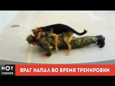 Неожиданное нападение собаки 