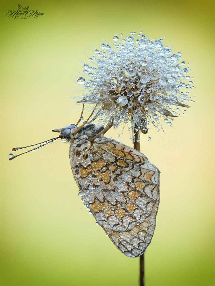 Бабочка в каплях росы