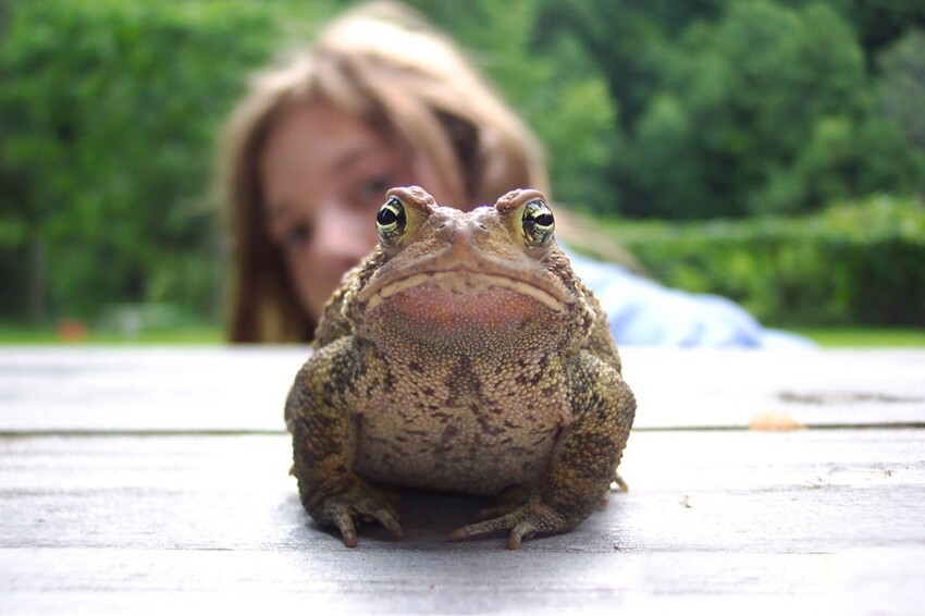 Селфи с жабой