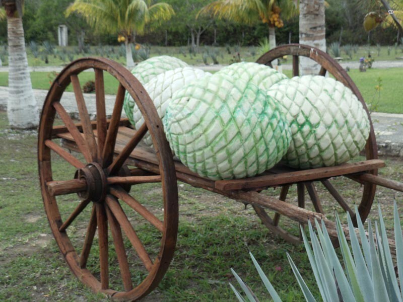 Сырье для производства текилы получают из сердцевины (или пинья) агавы, которая может достигать веса 90 кг.