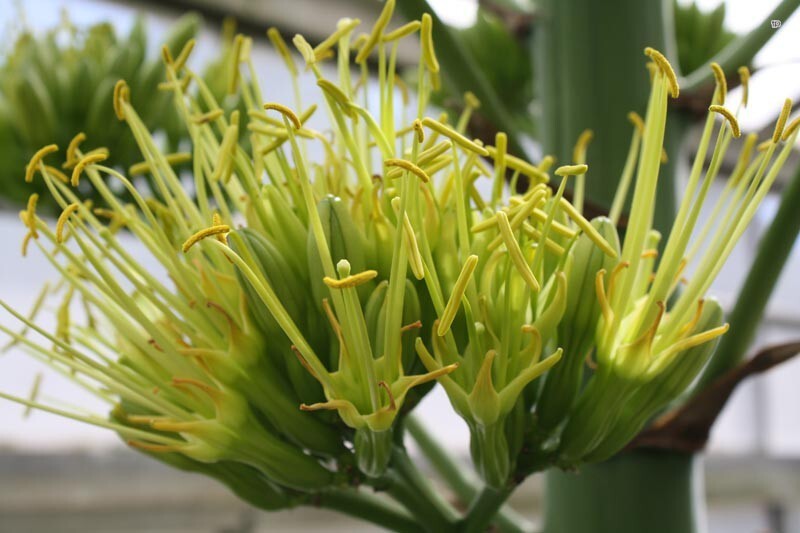 Многие считают, что текилу делают из кактуса, но агава фактически является лилией.