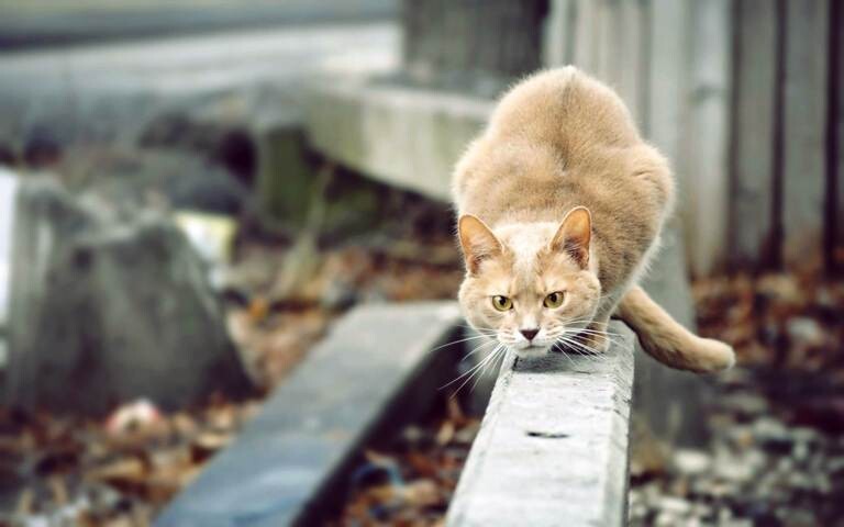 Кот готовится к прыжку