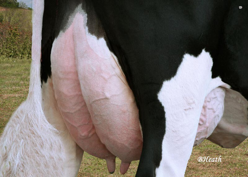 В коровьем вымени содержится от 11 до 23 литров молока.