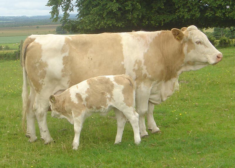 Корова не дает молока, до тех пор, пока не родит теленка.