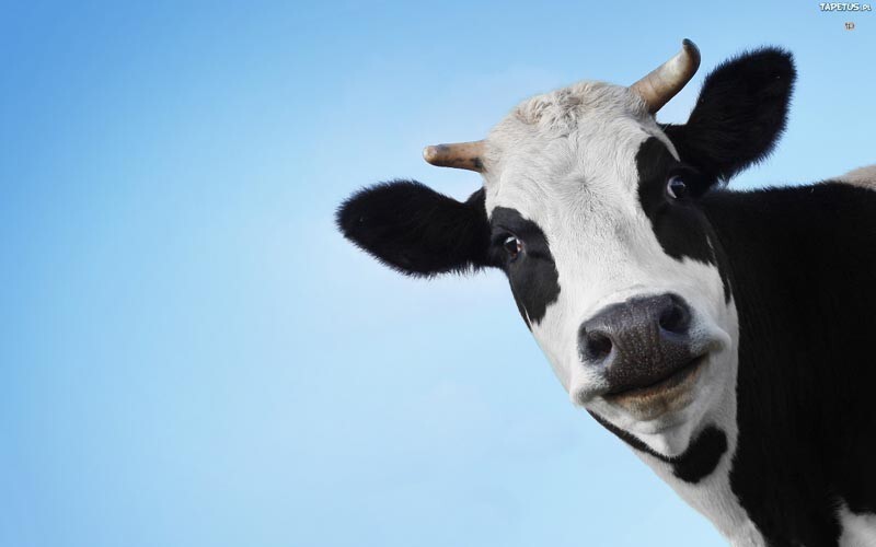 Коровы производят 91% всего молока, потребляемого в мире. Каждая корова дает, в среднем, 91 стаканов молока в день, или более 200 000, в течение жизни.