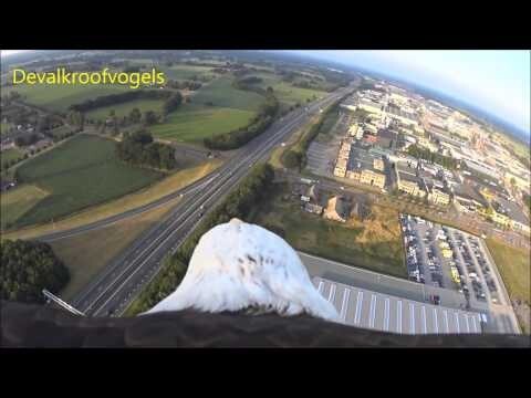 Полет орла с камерой на спине  