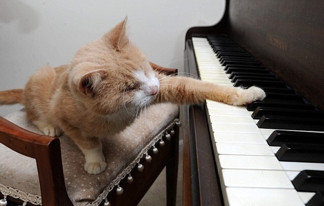 Кошачий Стиви Уандер: слепой кот любит играть на пианино 