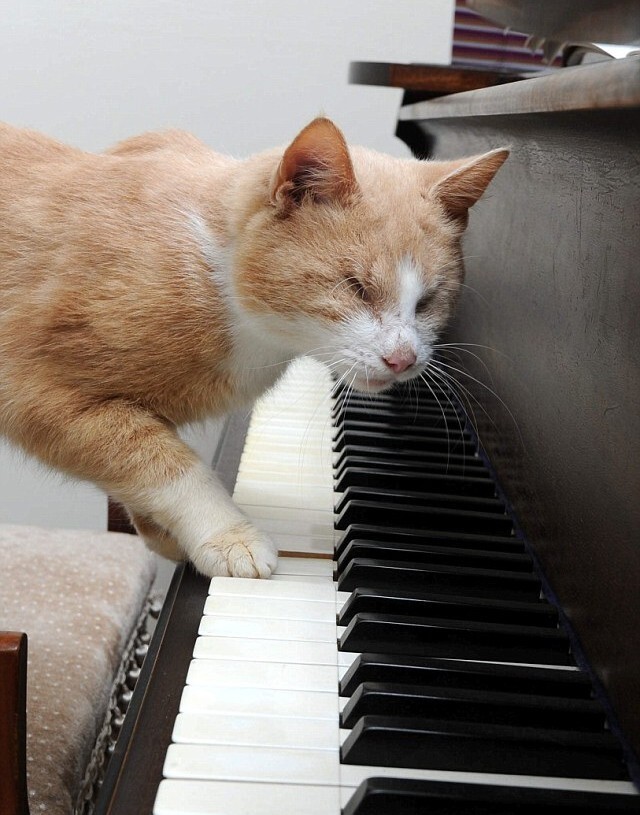 Кошачий Стиви Уандер: слепой кот любит играть на пианино 